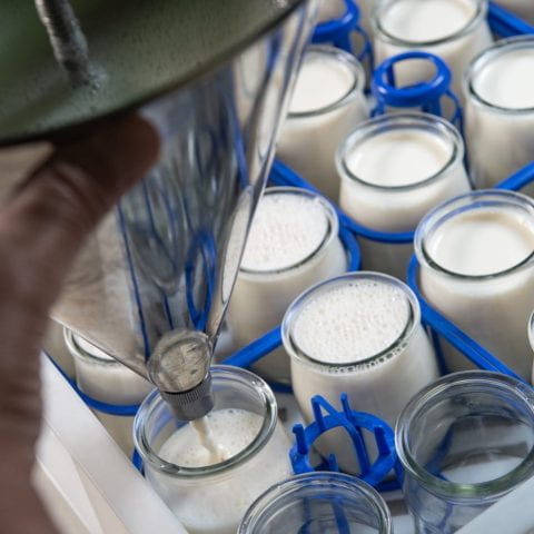 Yogurt being produced in a facility