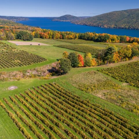 Vineyards Overlooking Canandaigua Lake. South Bristol, New York. Finger Lakes New York Wine Region.