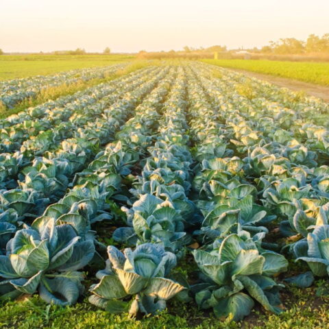 Image of cabbage field