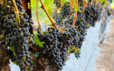 Grow-NY Startups Enrich Robust Agri-Food System