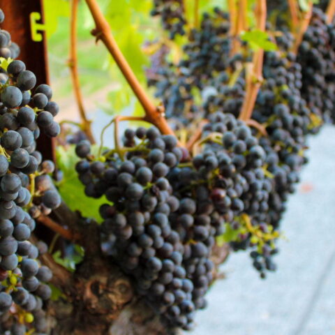 Concord grapes hanging on a vine.