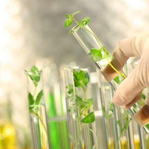 Close-up of small plants in test tubes